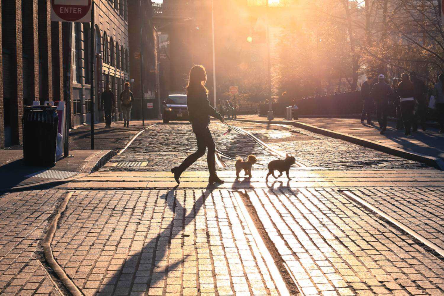 Manhattan NY Dogs Walking to Park