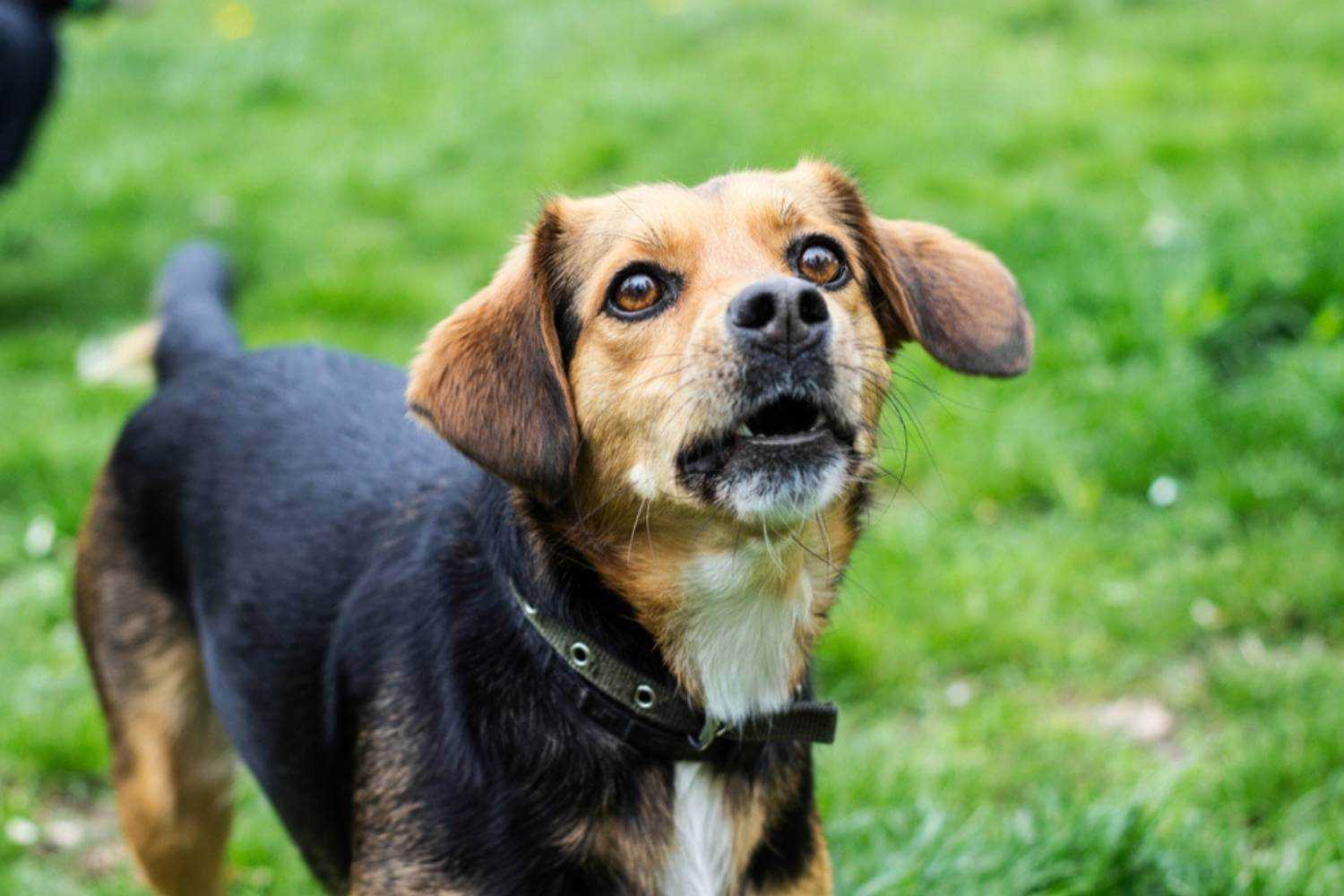 Memphis Dog Barking at Park