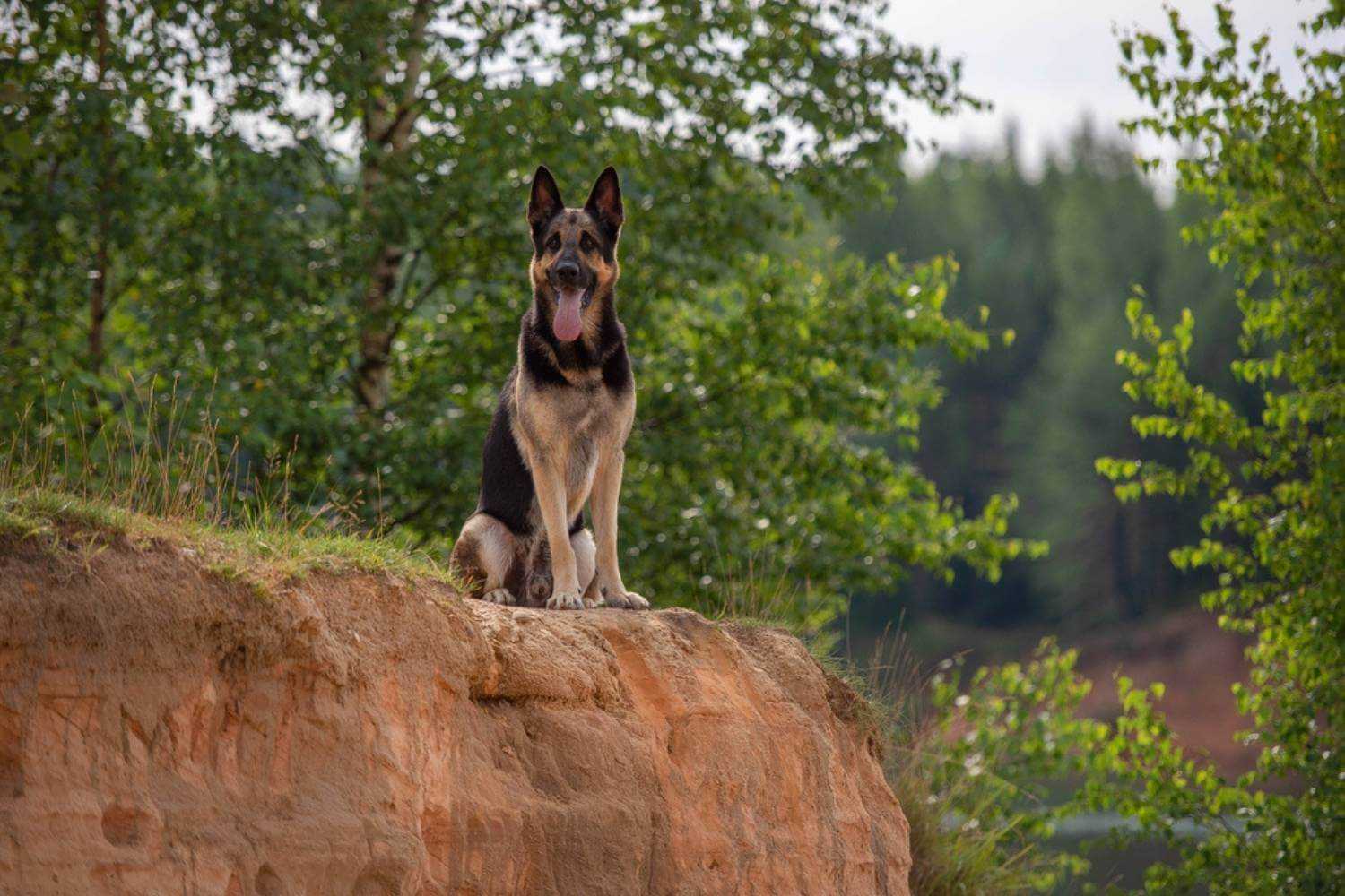 Memphis Dog Sitting on Hill