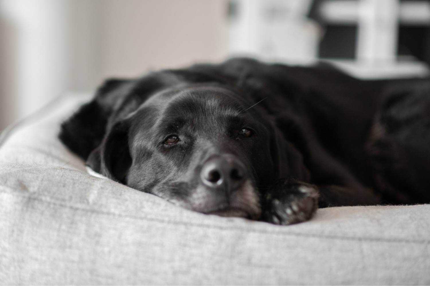 Memphis Dog Sleeping in Bed