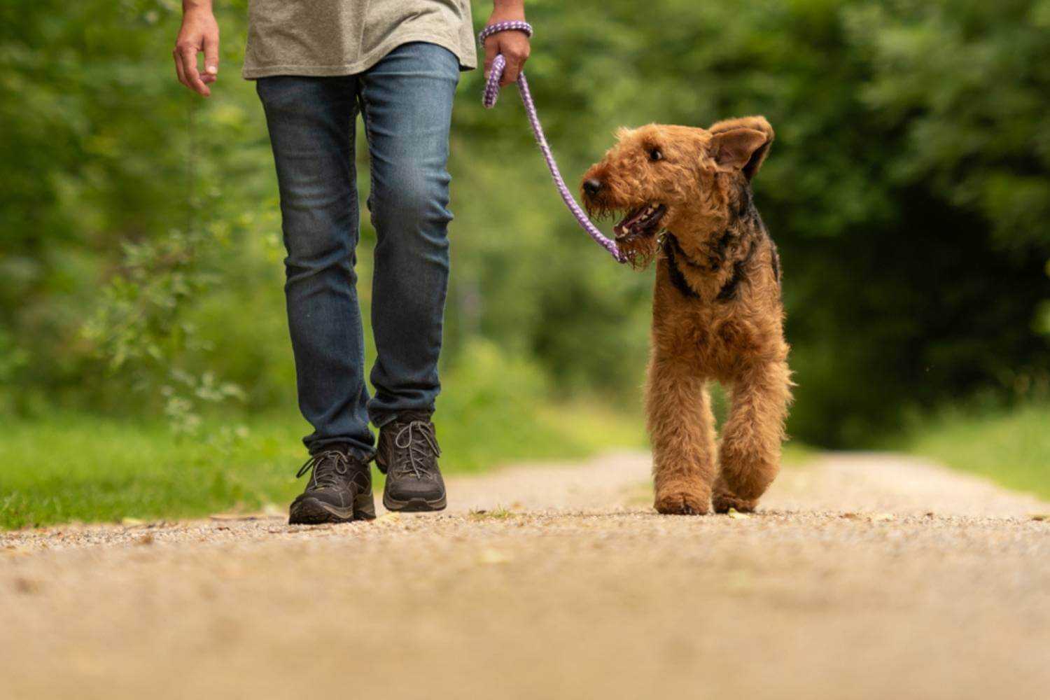 Memphis Dog on Trail