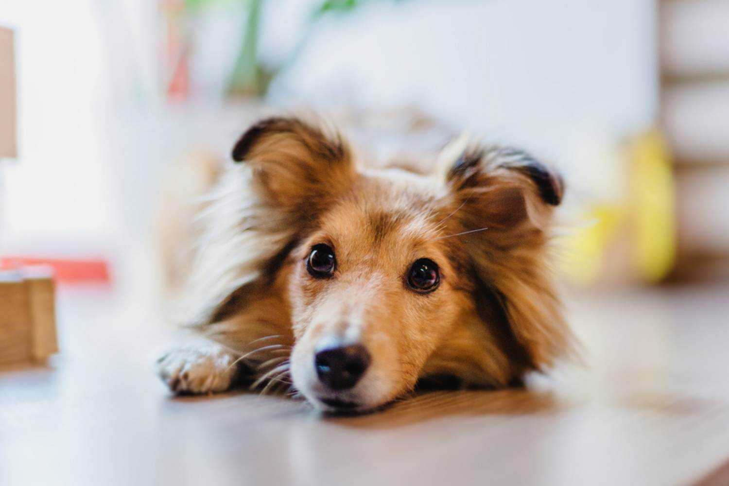 Memphis TN Dog Laying on Floor