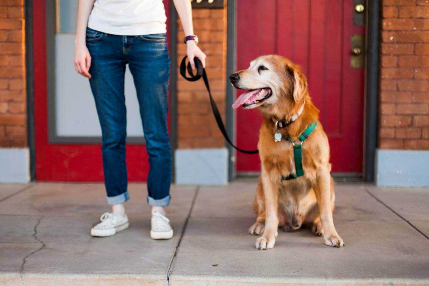 Memphis TN Dog Waiting for Patio