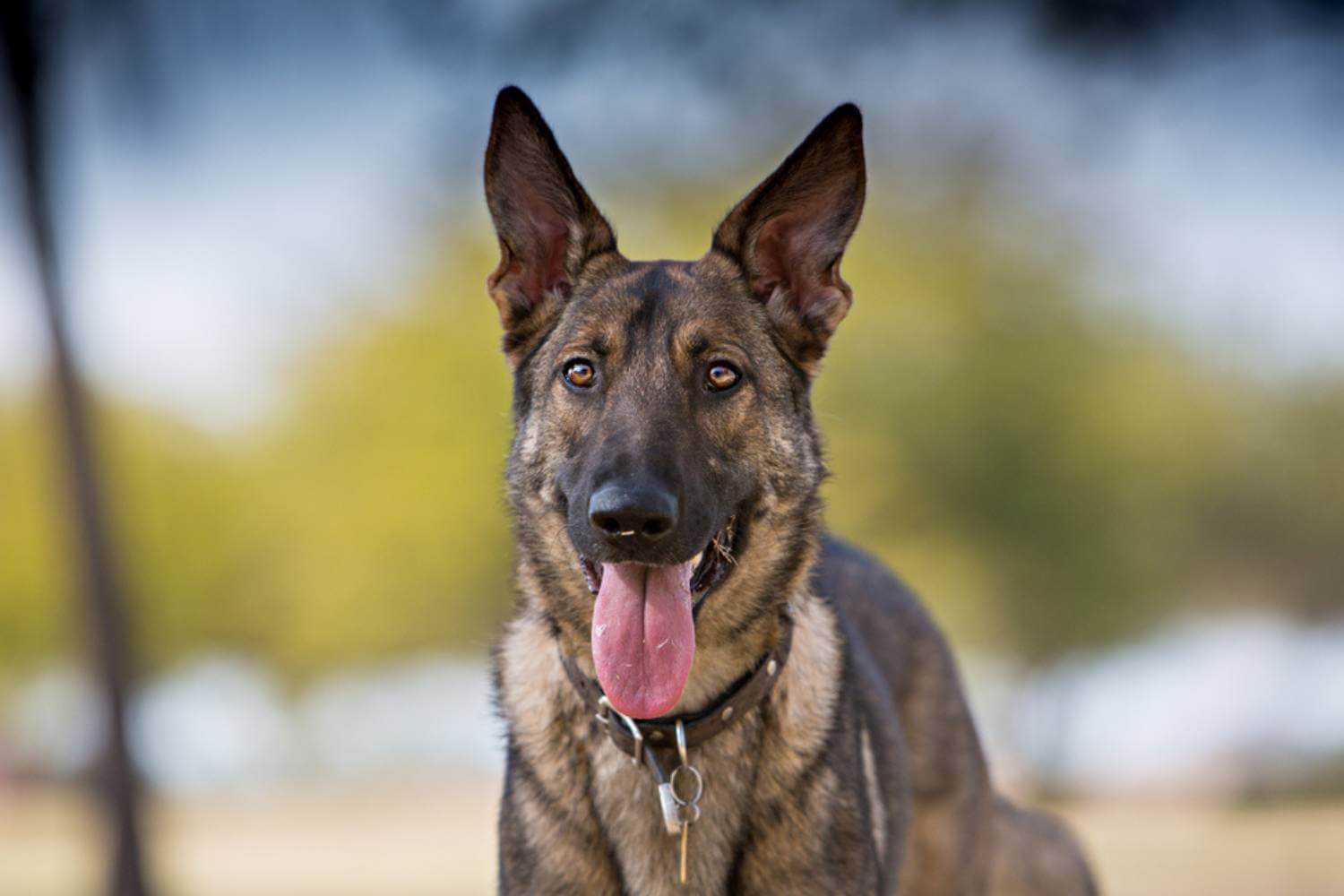 Mesa AZ Dog at Park