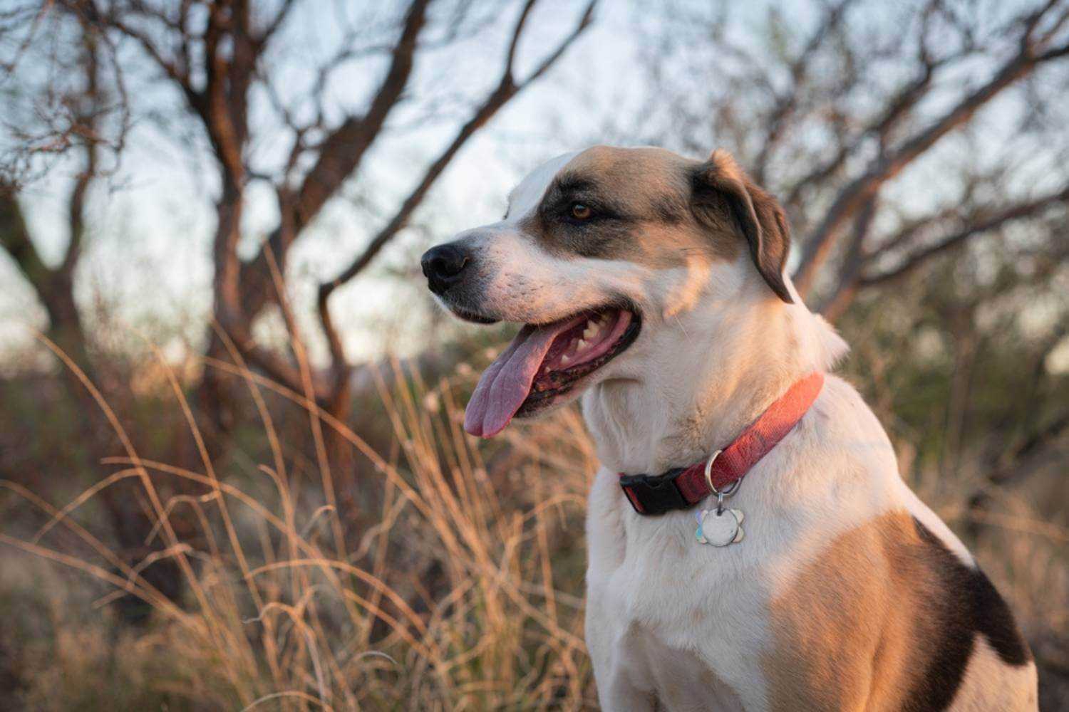 Mesa AZ Dog in Woods