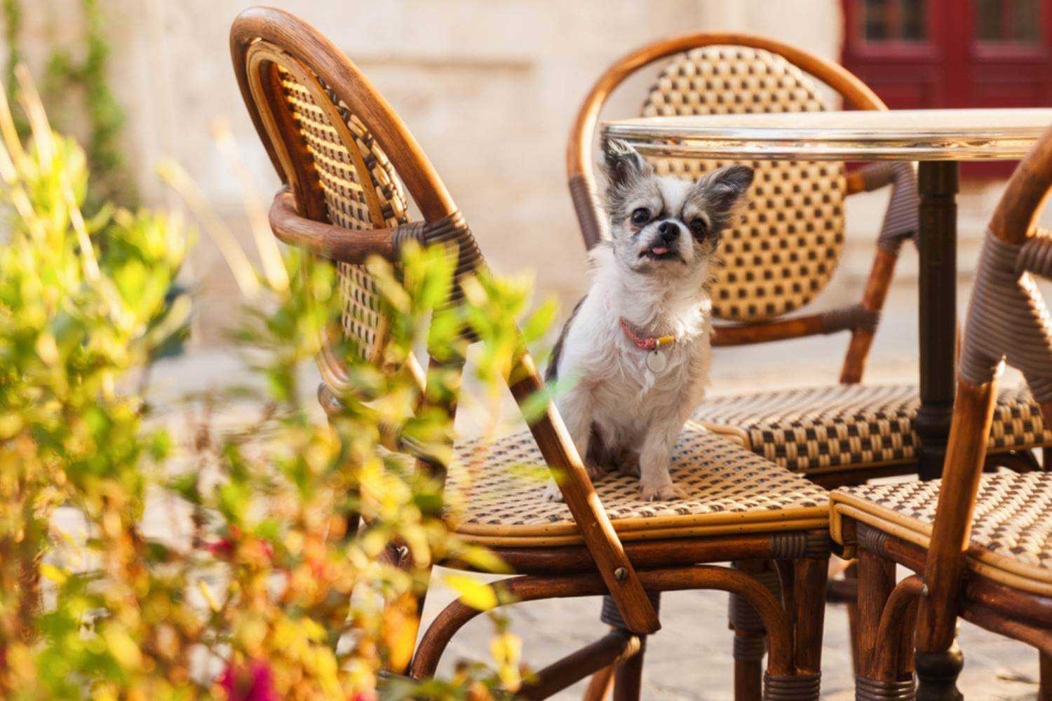 Mesa AZ Dog on Patio