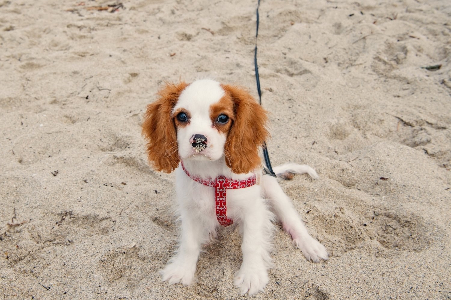 Puppy at beach Miami