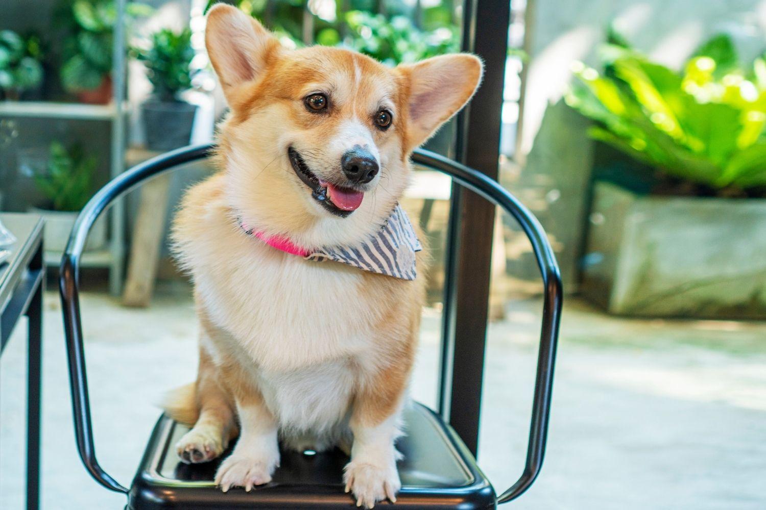 Miami-Dog-friendly-restaurant-corgi