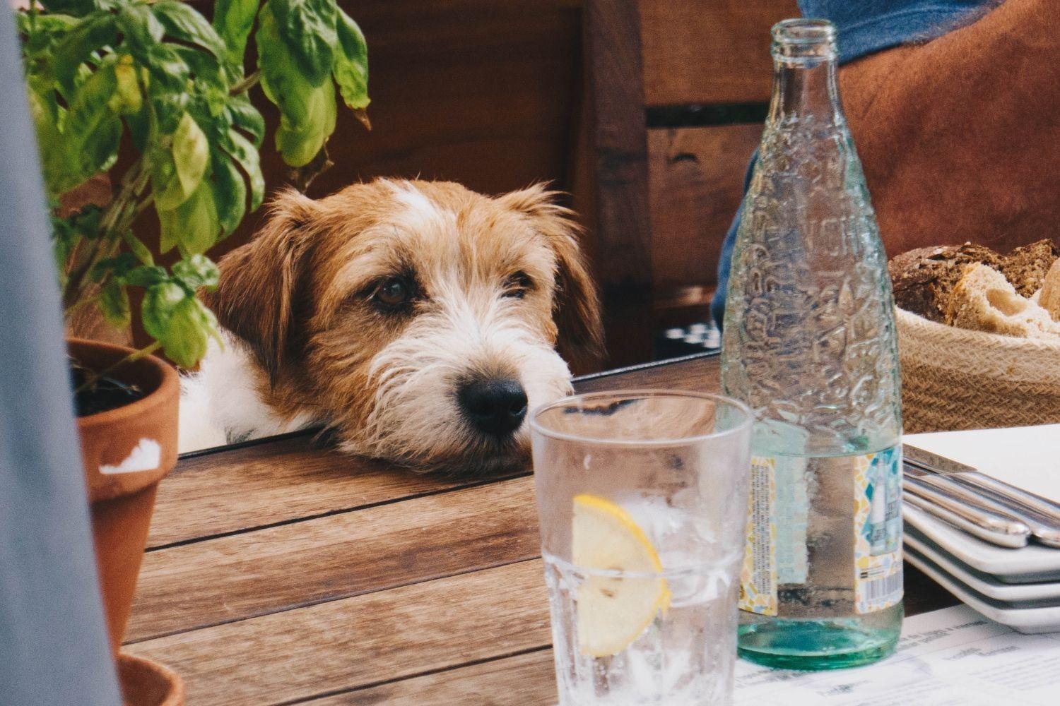 Miami-Dog-friendly-restaurant-looking-at-food