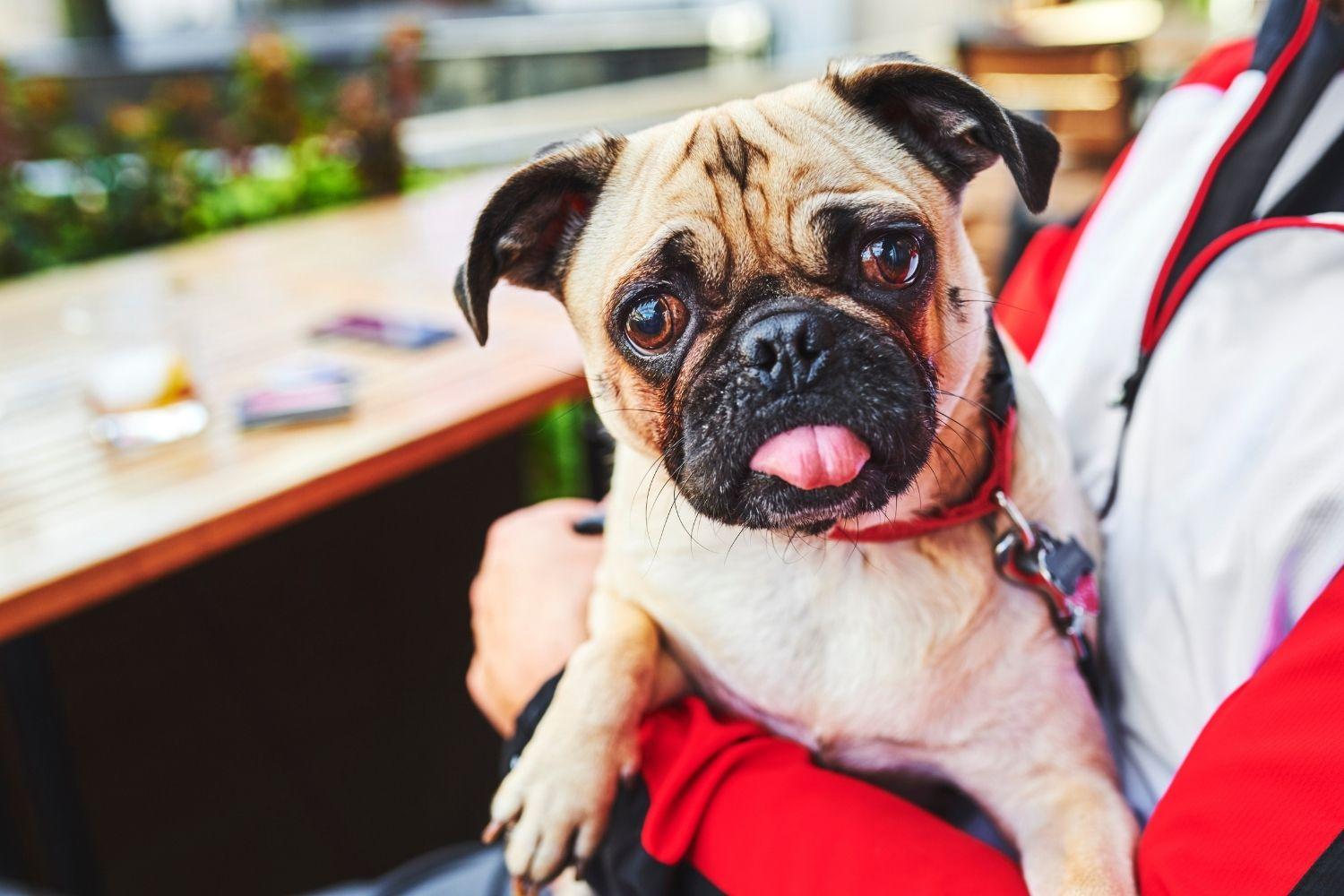 Miami-Dog-friendly-restaurant-pug