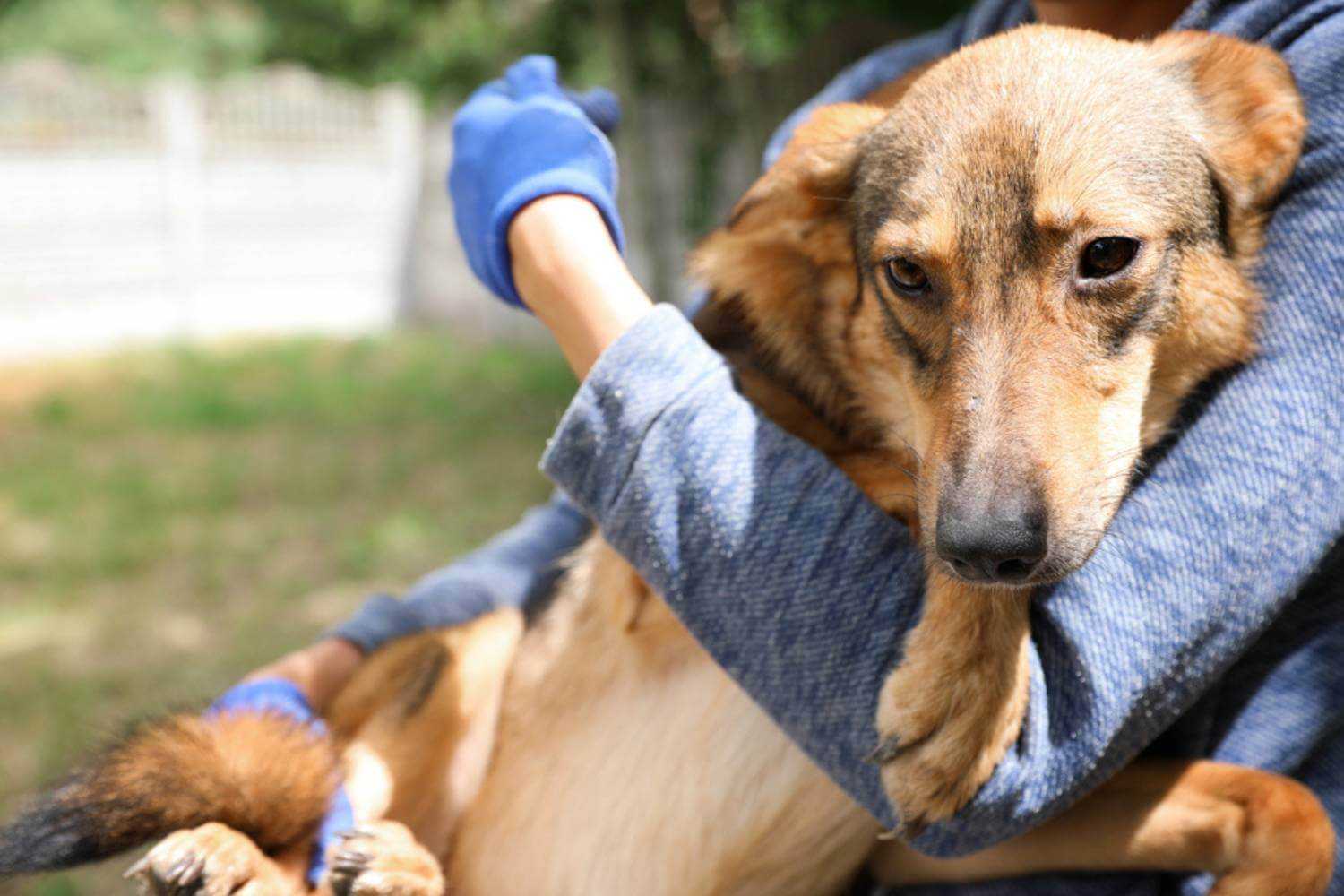 Miami FL Dog at Shelter