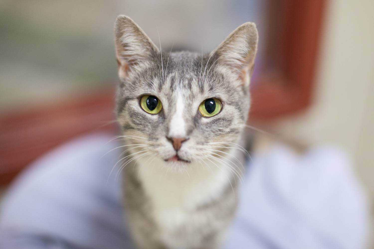 Milwaukee Cat Waiting to be Adopted