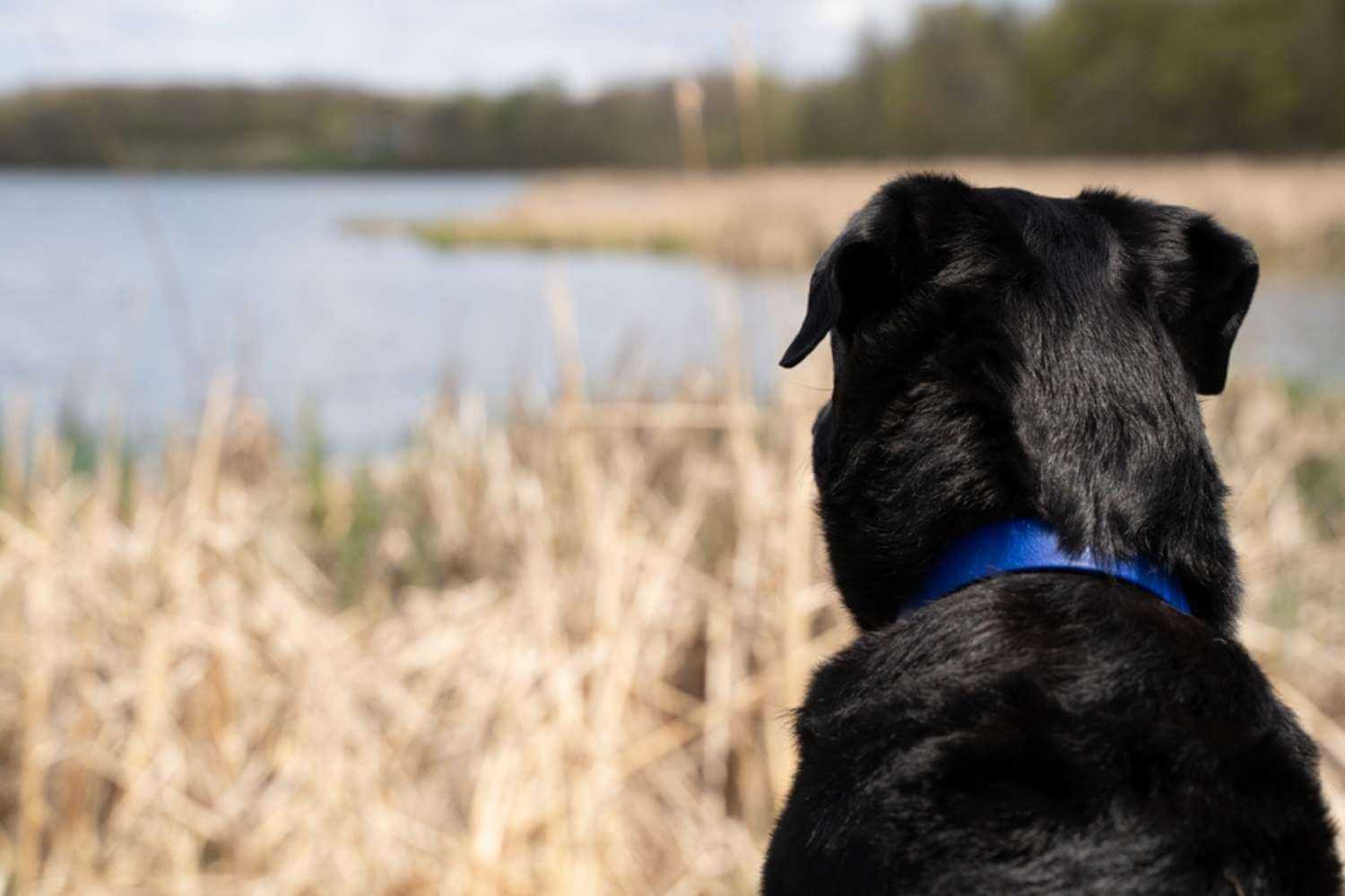 Minneapolis Adopted Dog Watching Park