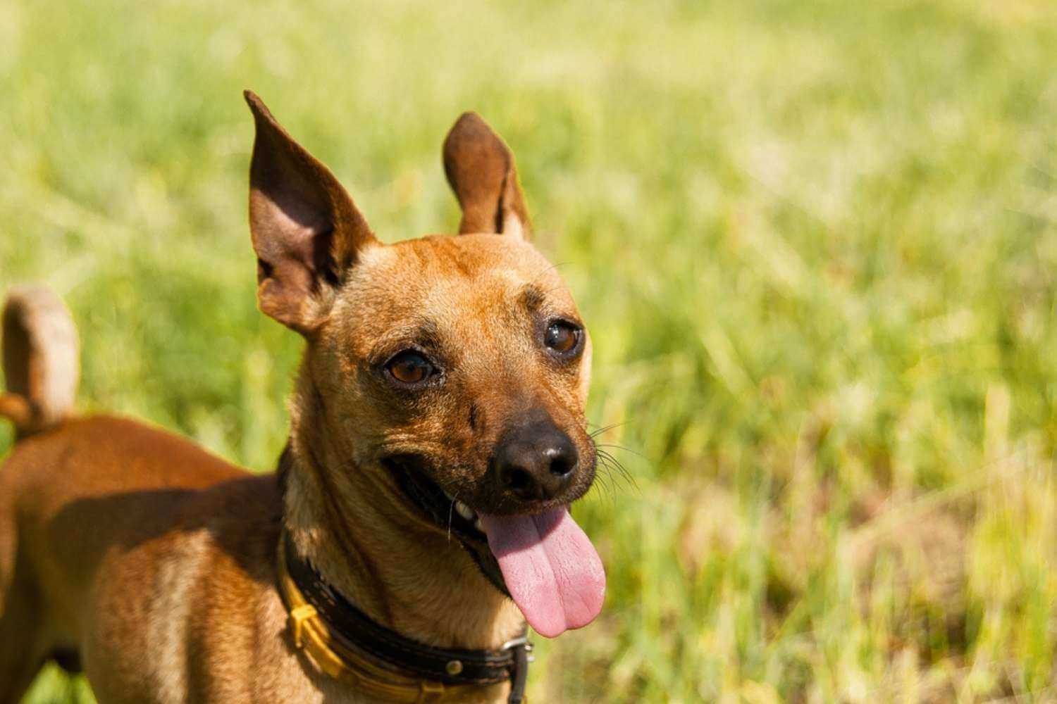 Minneapolis Adopted Dog in Field