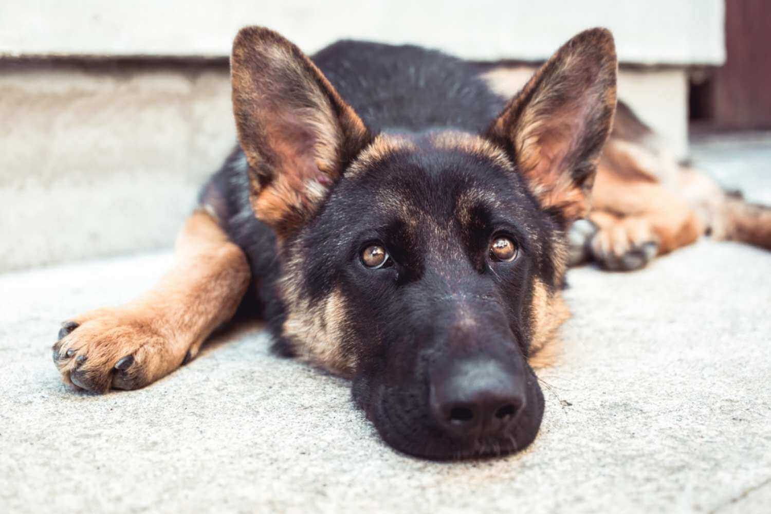 Minneapolis Adopted German Shepherd