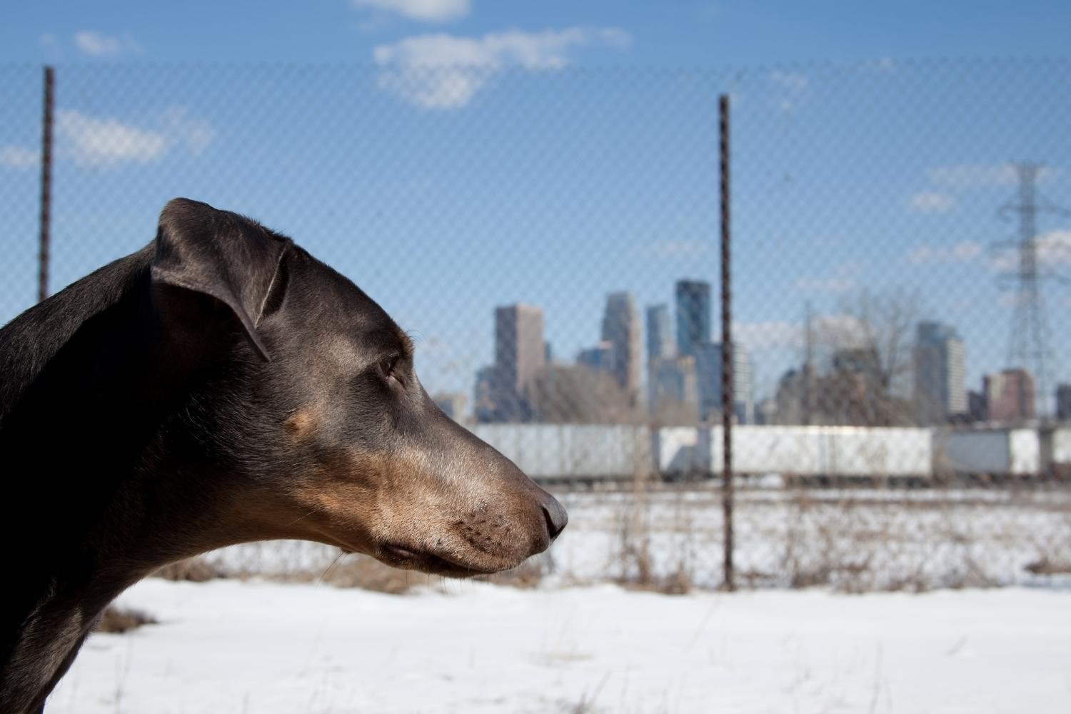 Minneapolis Dog Parks - Snow