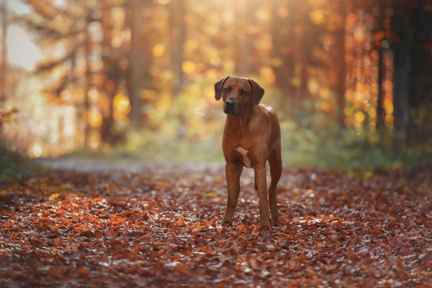 Minneapolis Dog Parks - fall