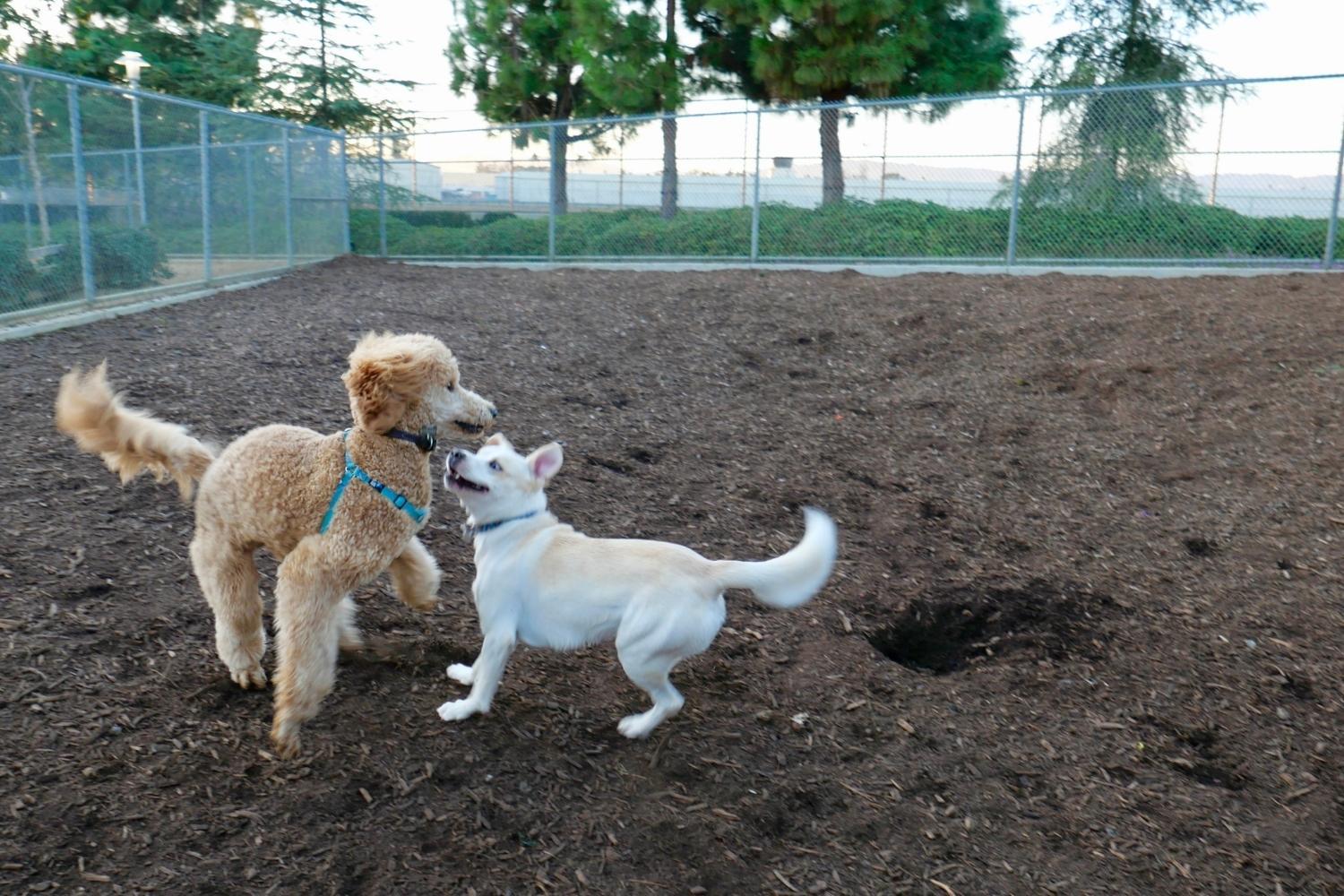 Minneapolis Dog Parks - Play