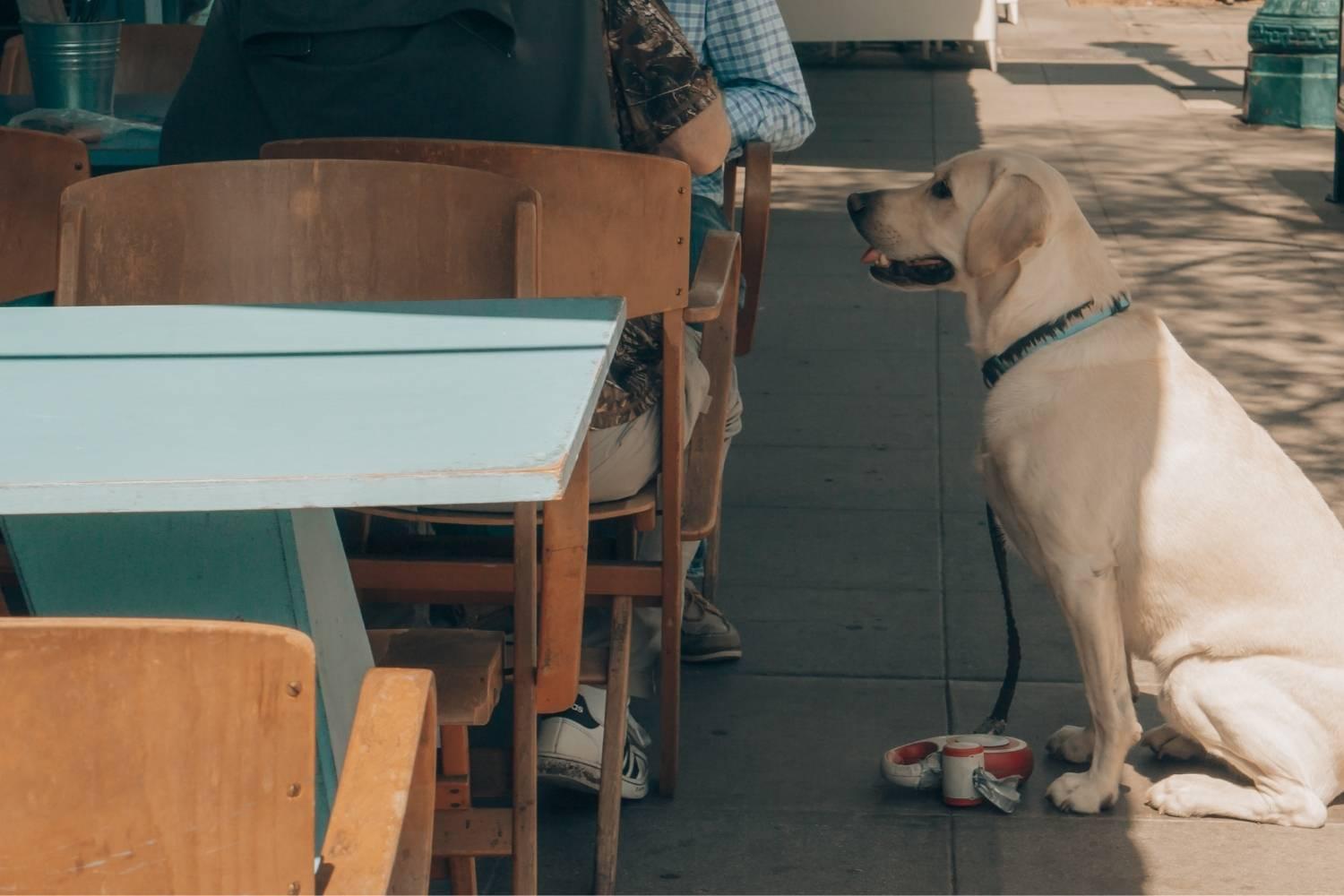 Minneapolis Dog-friendly Restaurants - hungry dog