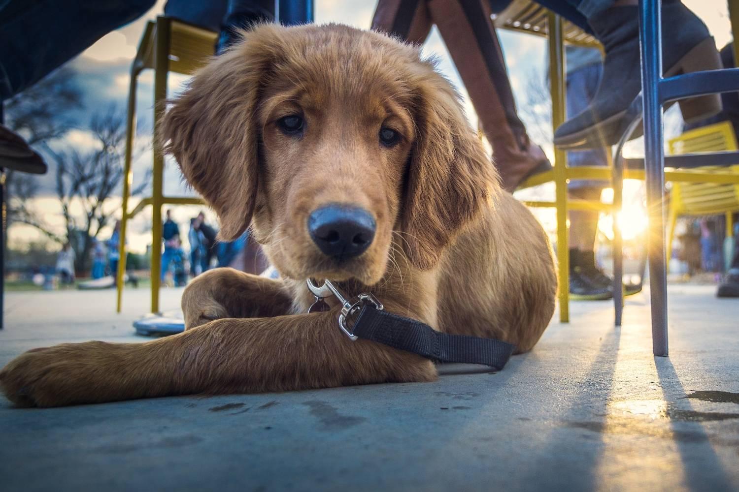 Minneapolis Dog-friendly Restaurants - puppy