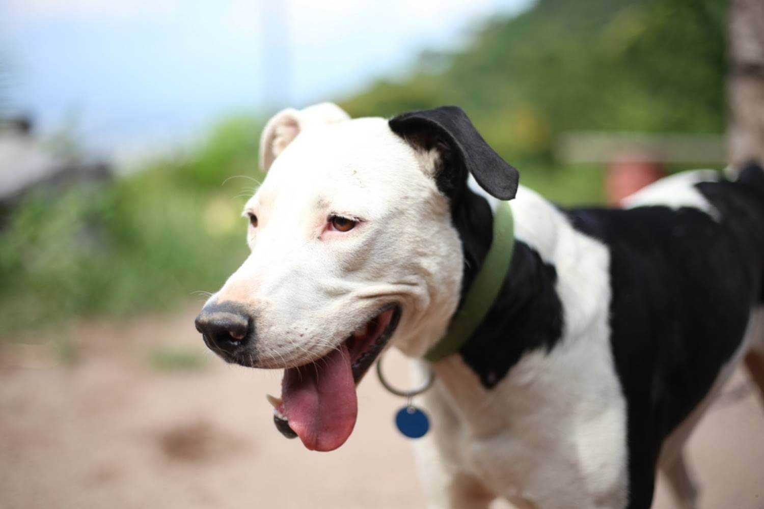 New Orleans Adoptable Dog Smiling