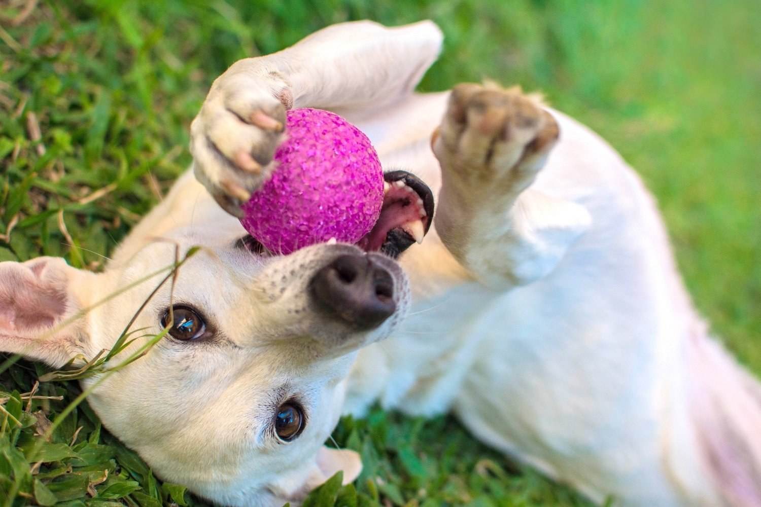 New-Orleans-Dog-Park-playing-pup