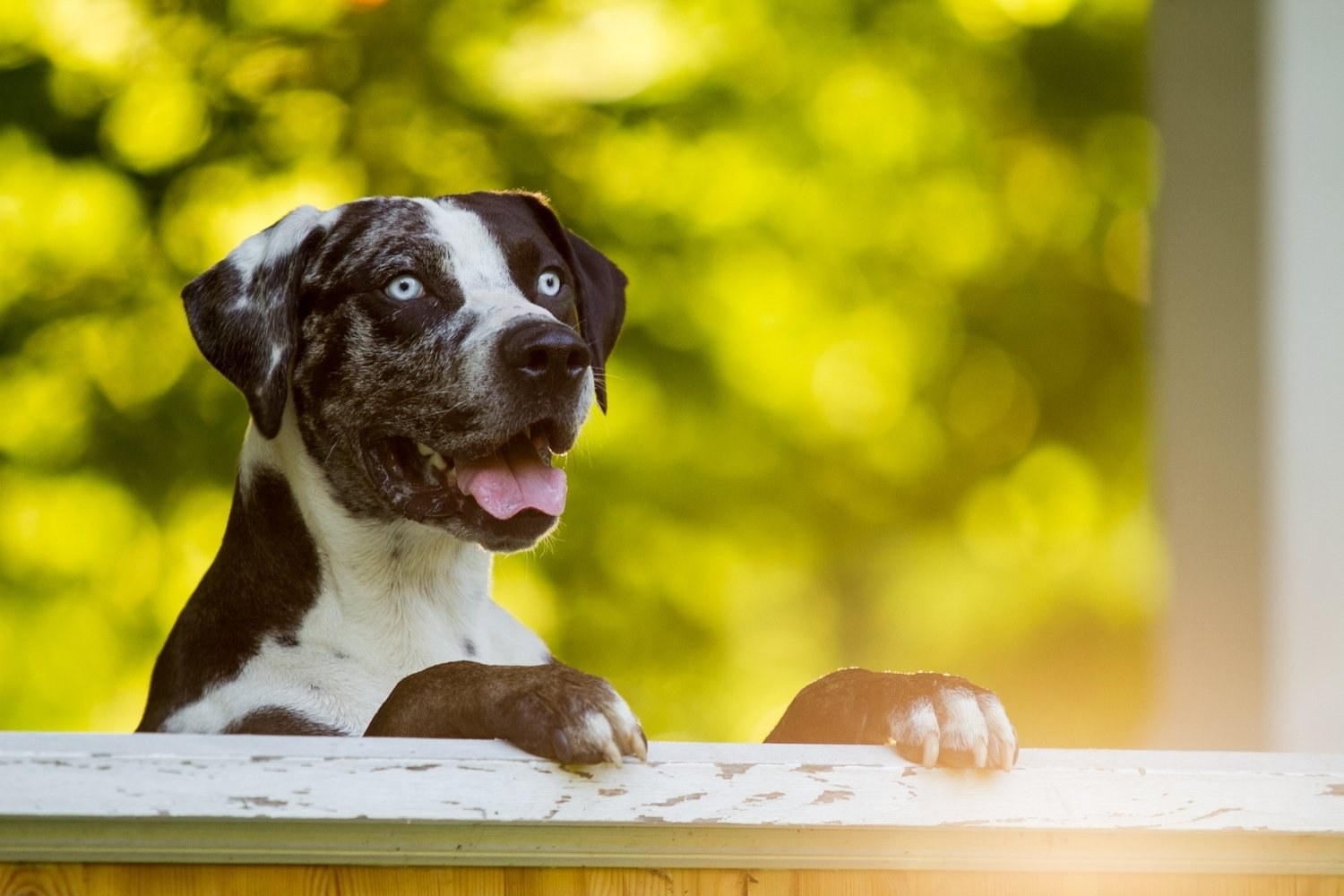 New-Orleans-Dog-Park-Catahoula