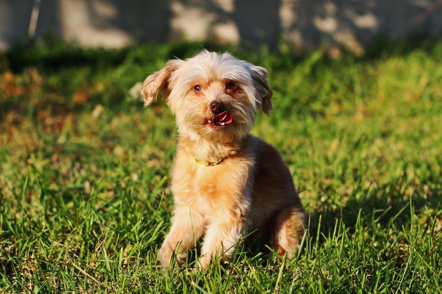 New-Orleans-Dog-Park-little-dog