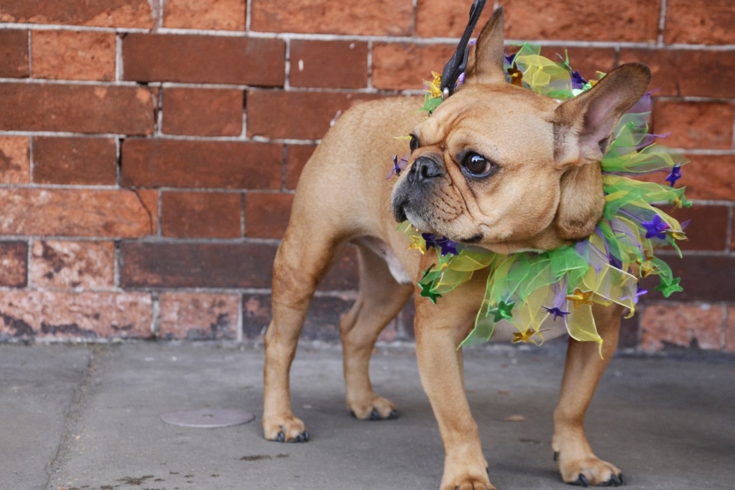 New-Orleans-Dog-friendly-party-dog