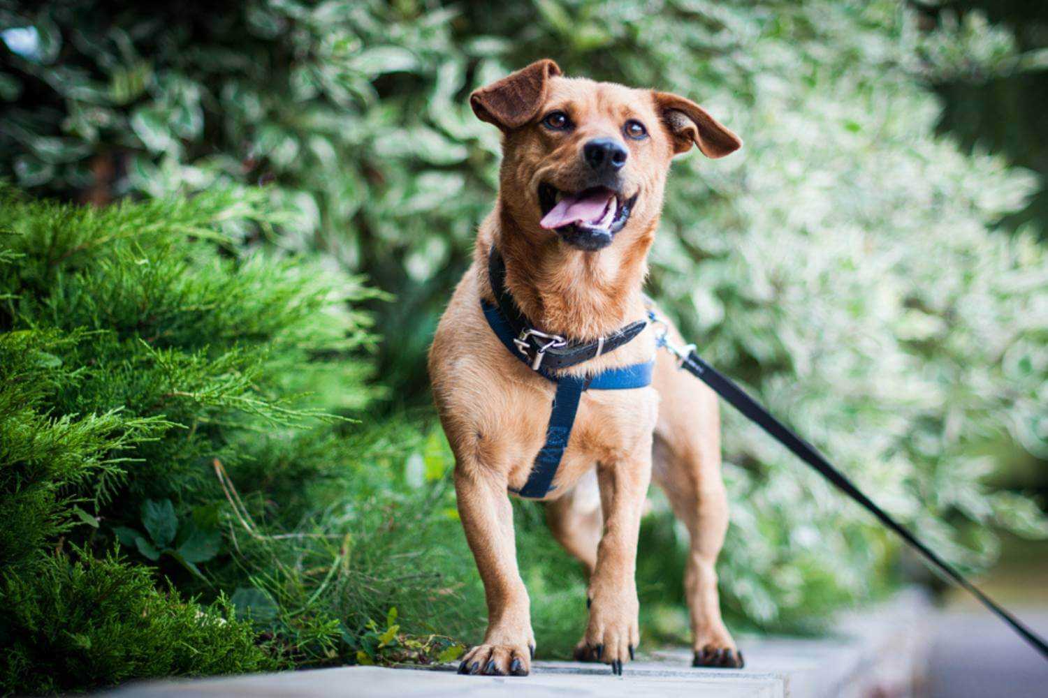 New Orleans Dog on Leash