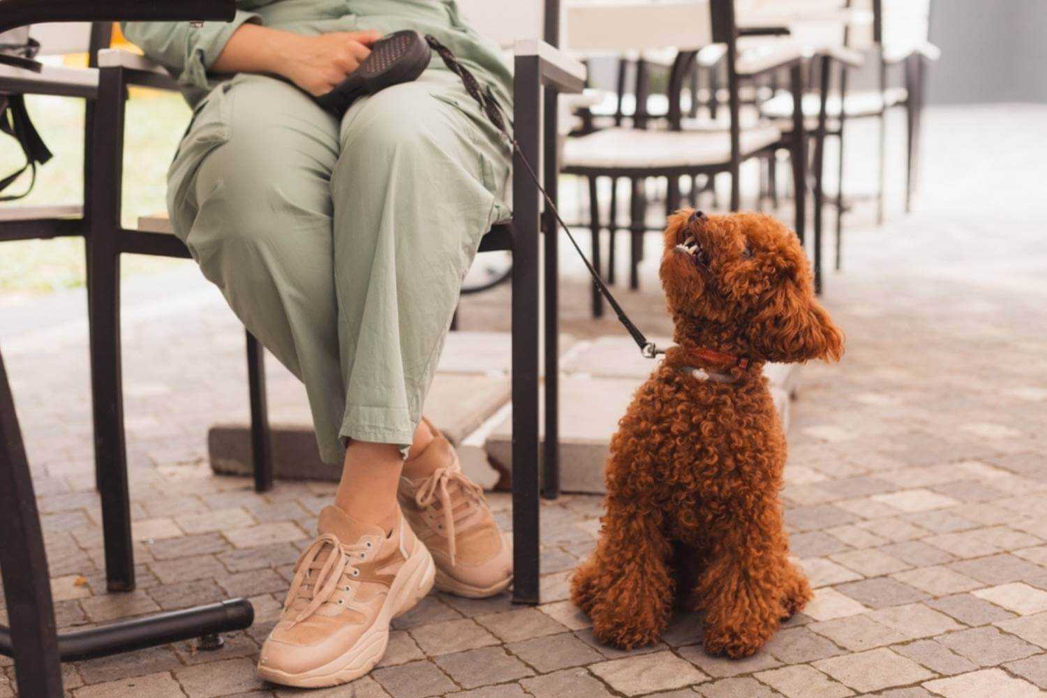 Newark Dog Begging on Patio