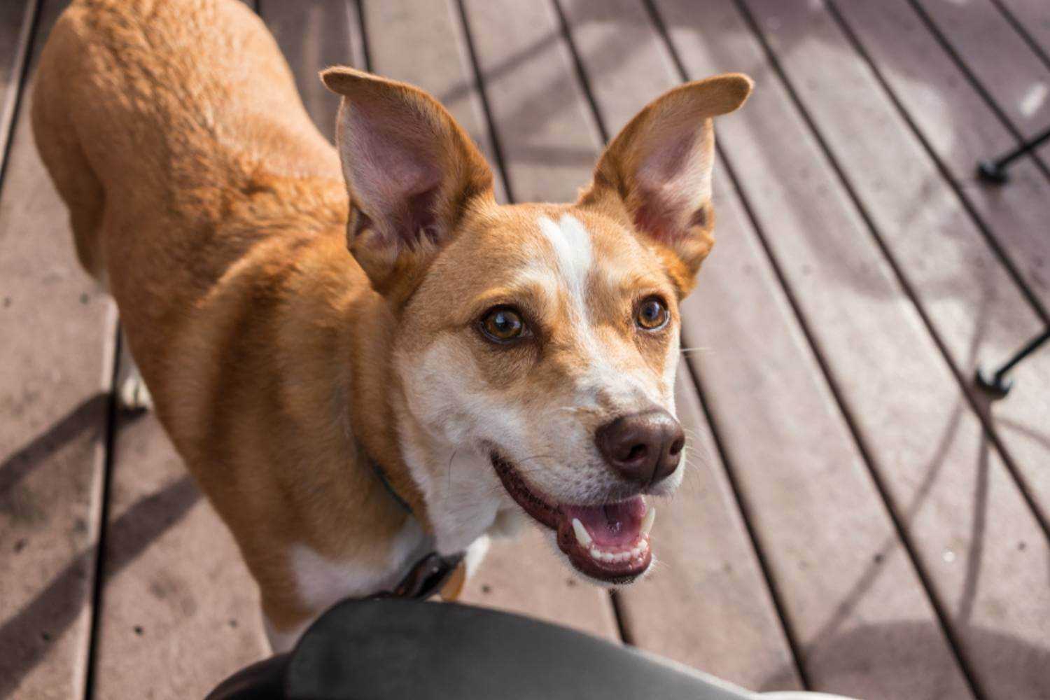 Newark Dog Smiling at Lunch