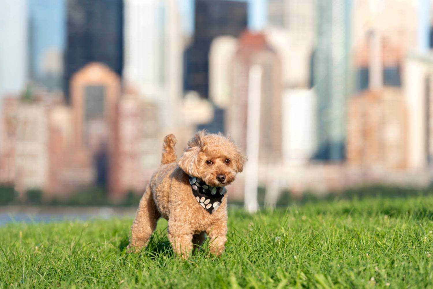 Newark Dog in front of Building