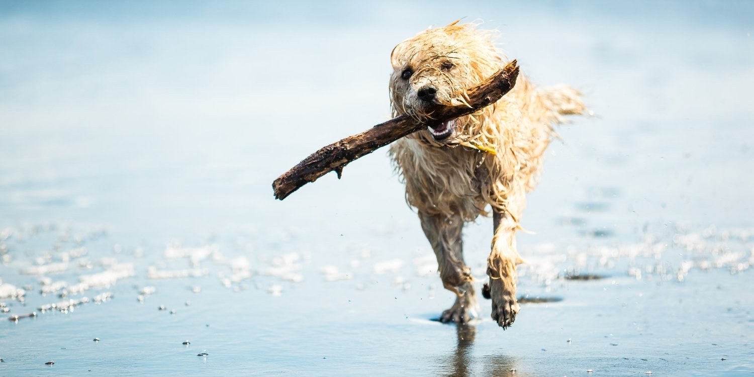 Oakland Dog Parks and Beaches