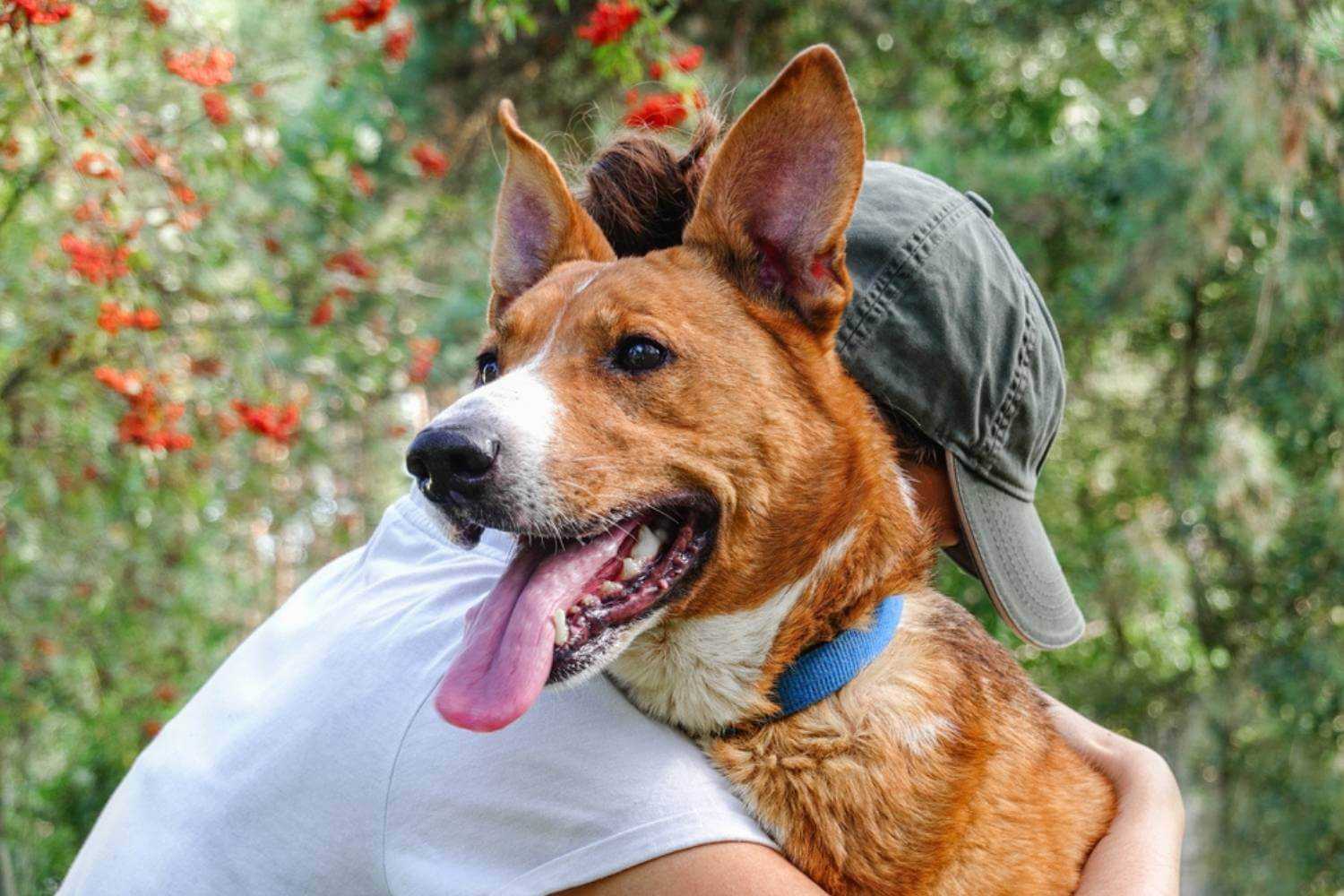 Oklahoma City Adopted Dog Getting a Hug