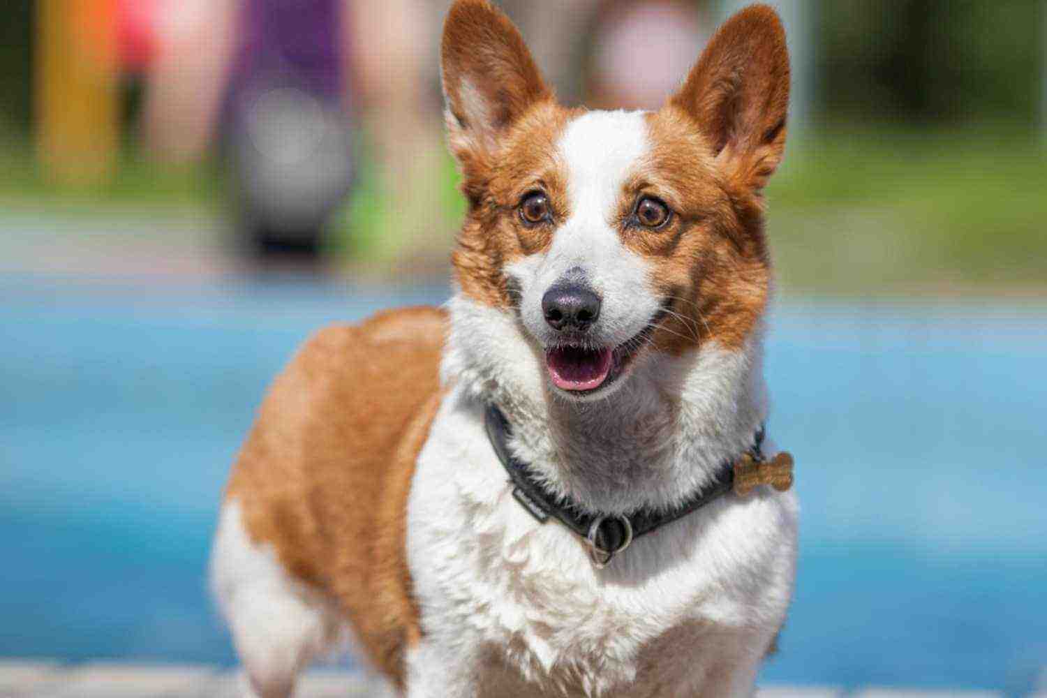 Oklahoma City Dog Near Water