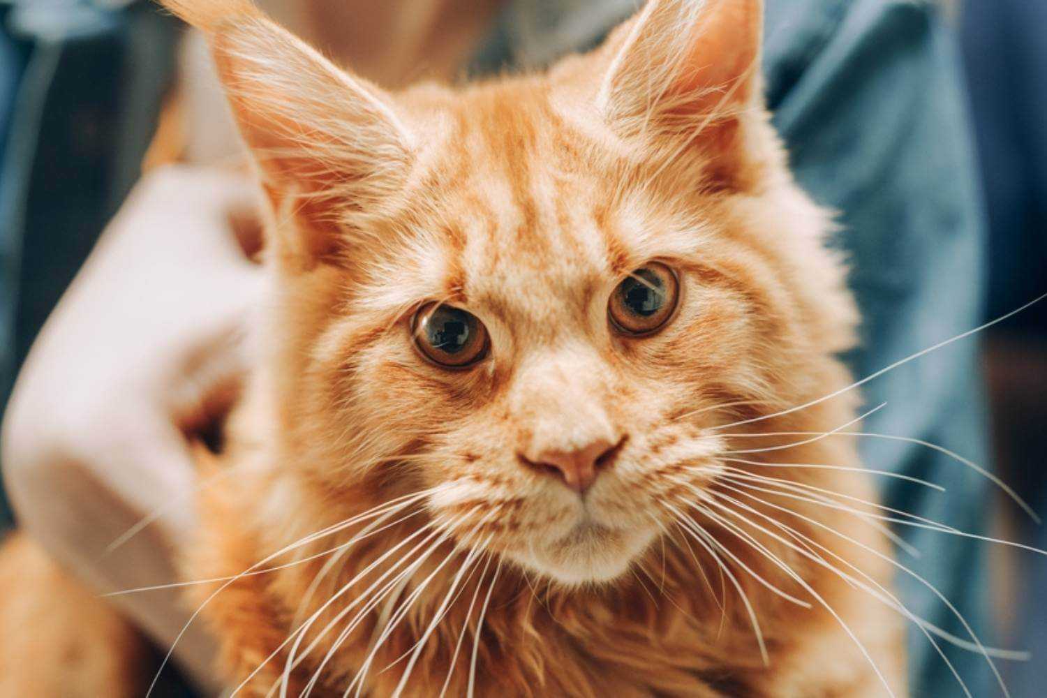 Omaha Cat at Shelter