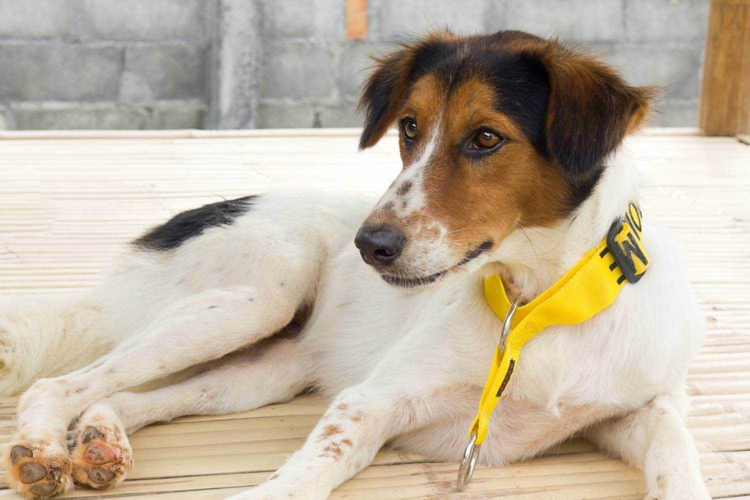 Omaha Dog at Shelter