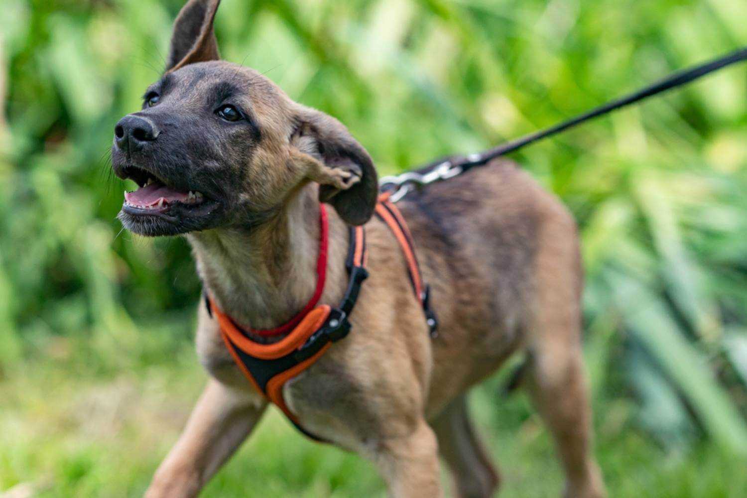 Omaha Puppy Walking