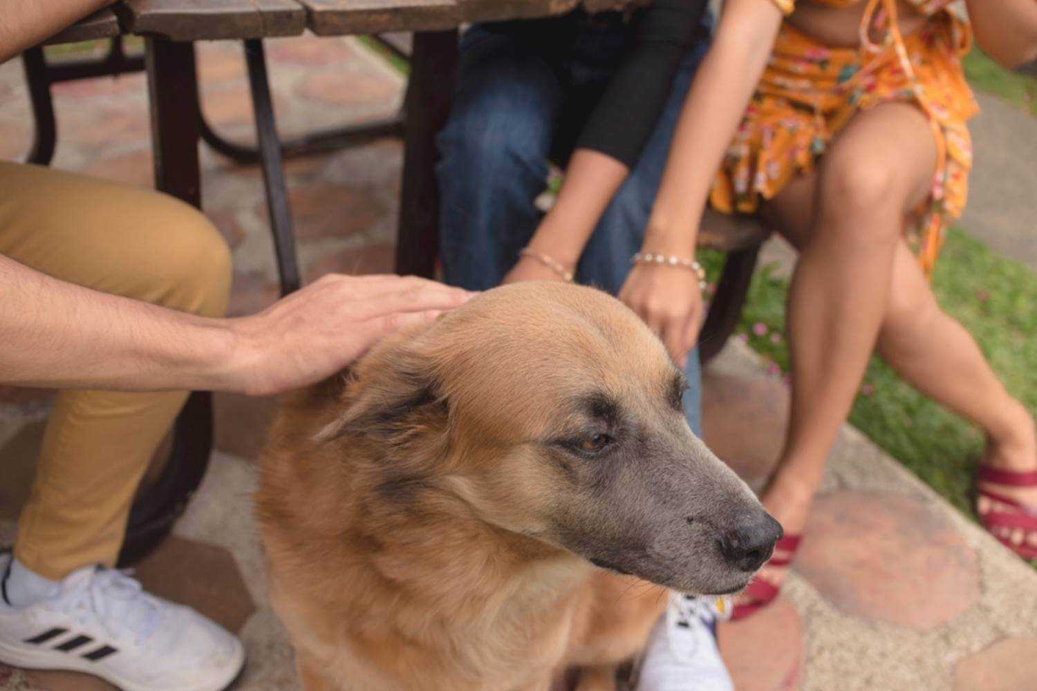 Phoenix Dog Getting Pets on Patio