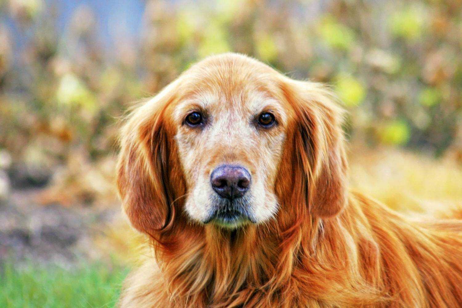 Phoenix Dog Hanging at Park