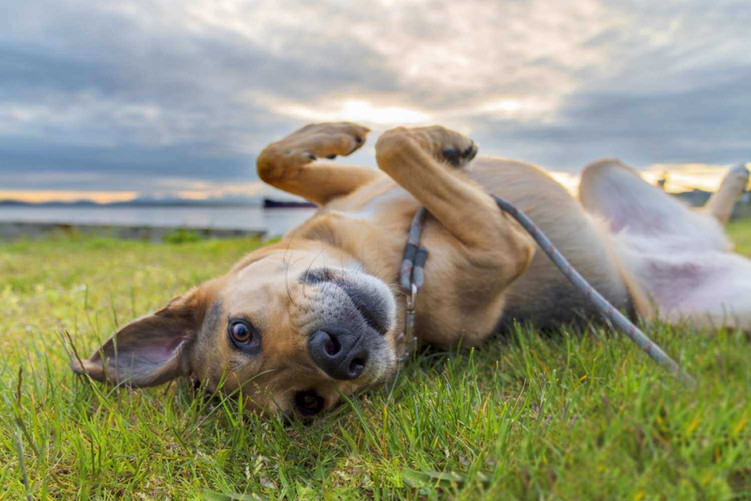 Phoenix Dog Laying in Grass