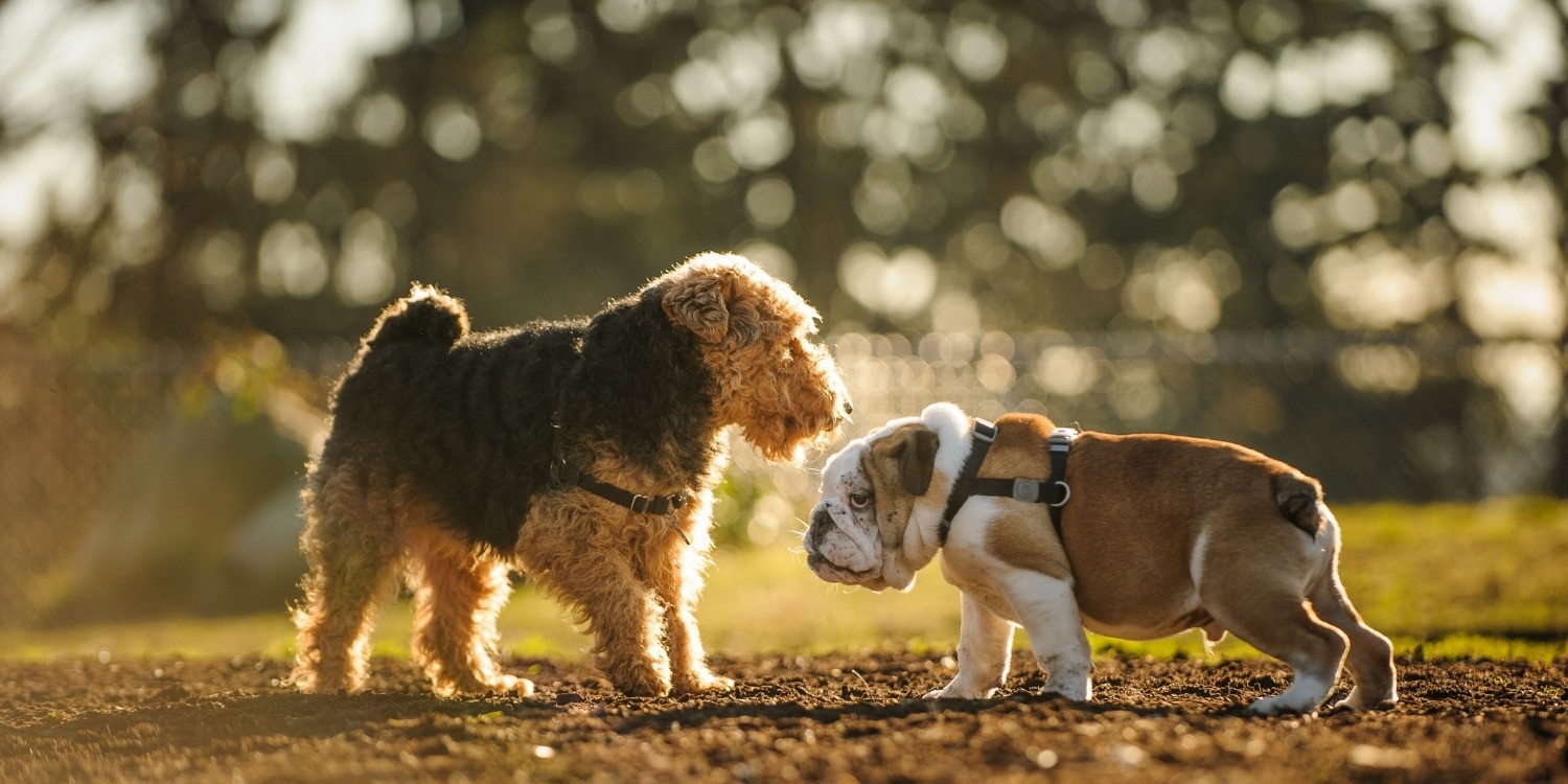 Enjoy some outdoor time with your pup at any one of these 16 awesome dog parks or off-leash areas in Pittsburgh! Check out our list and get ready to run wild!