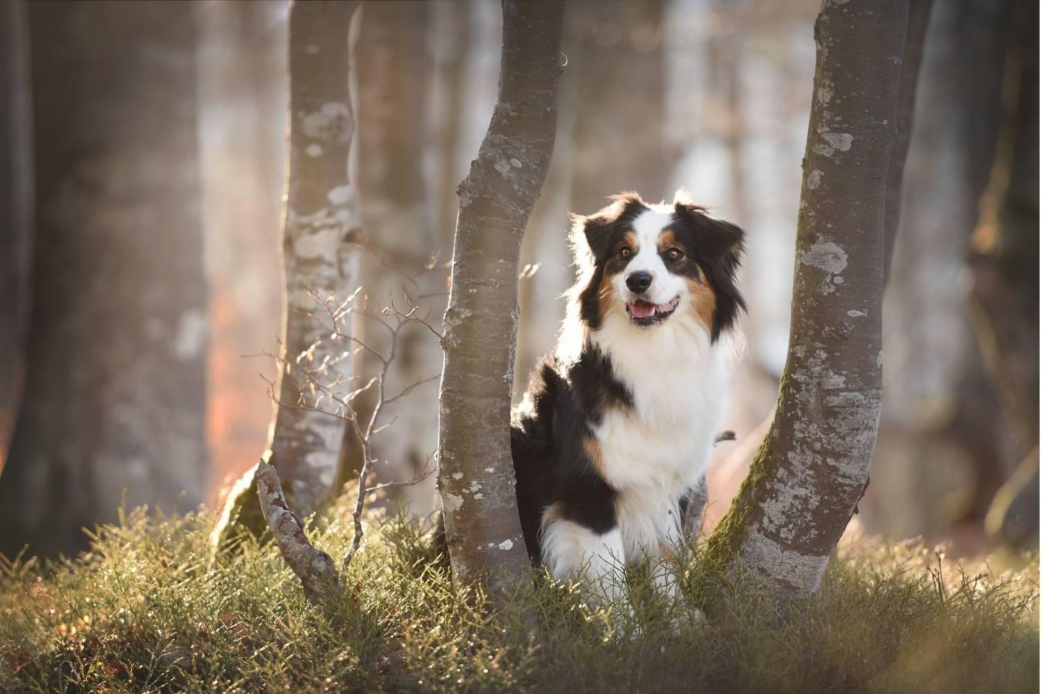 Portland Dog Parks - trees