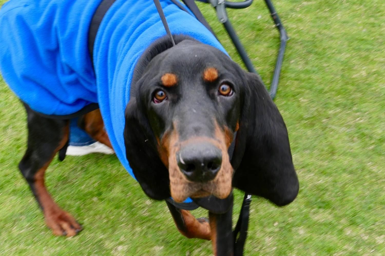 Portland Dog Parks - closeup