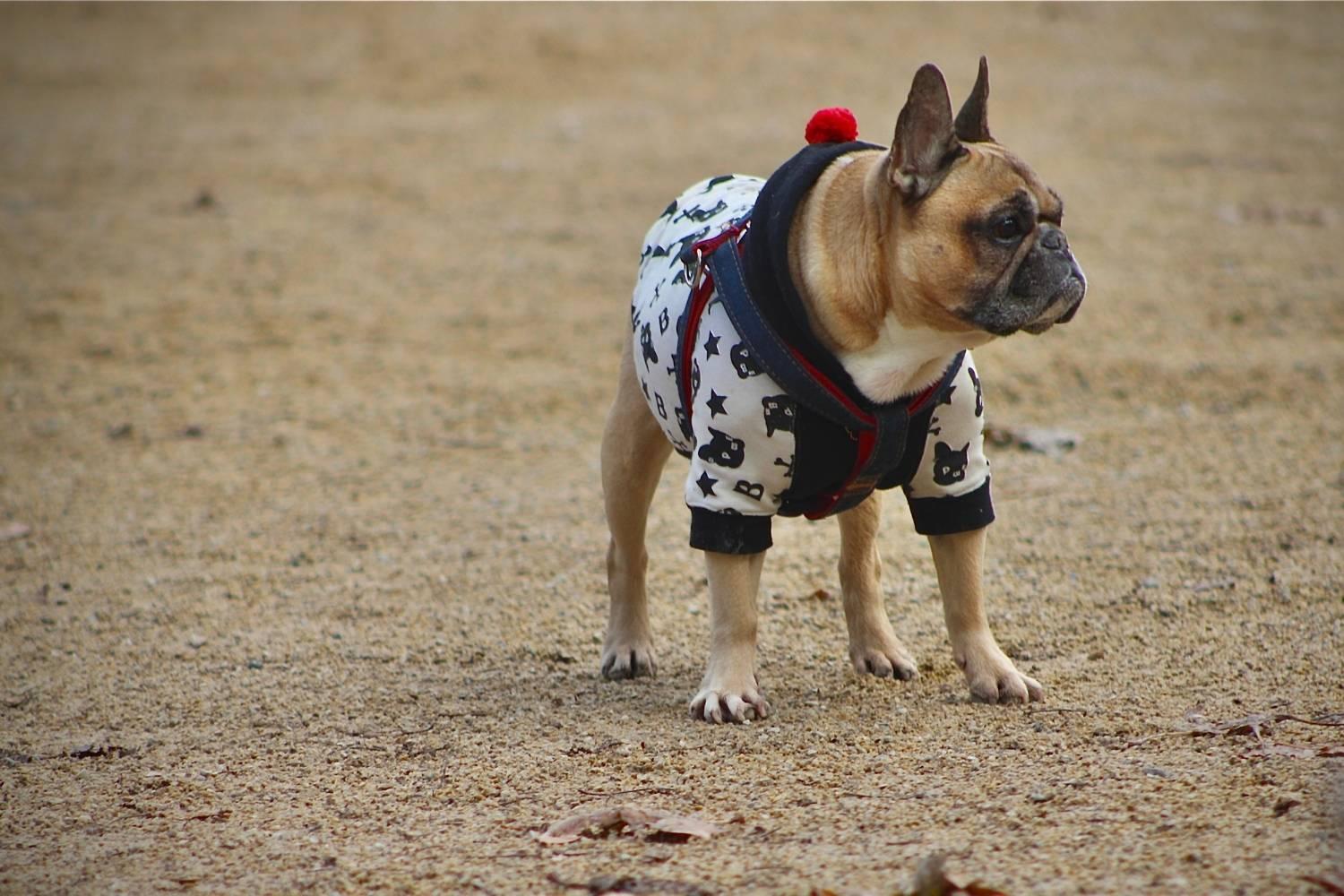 Pug in Dog Park