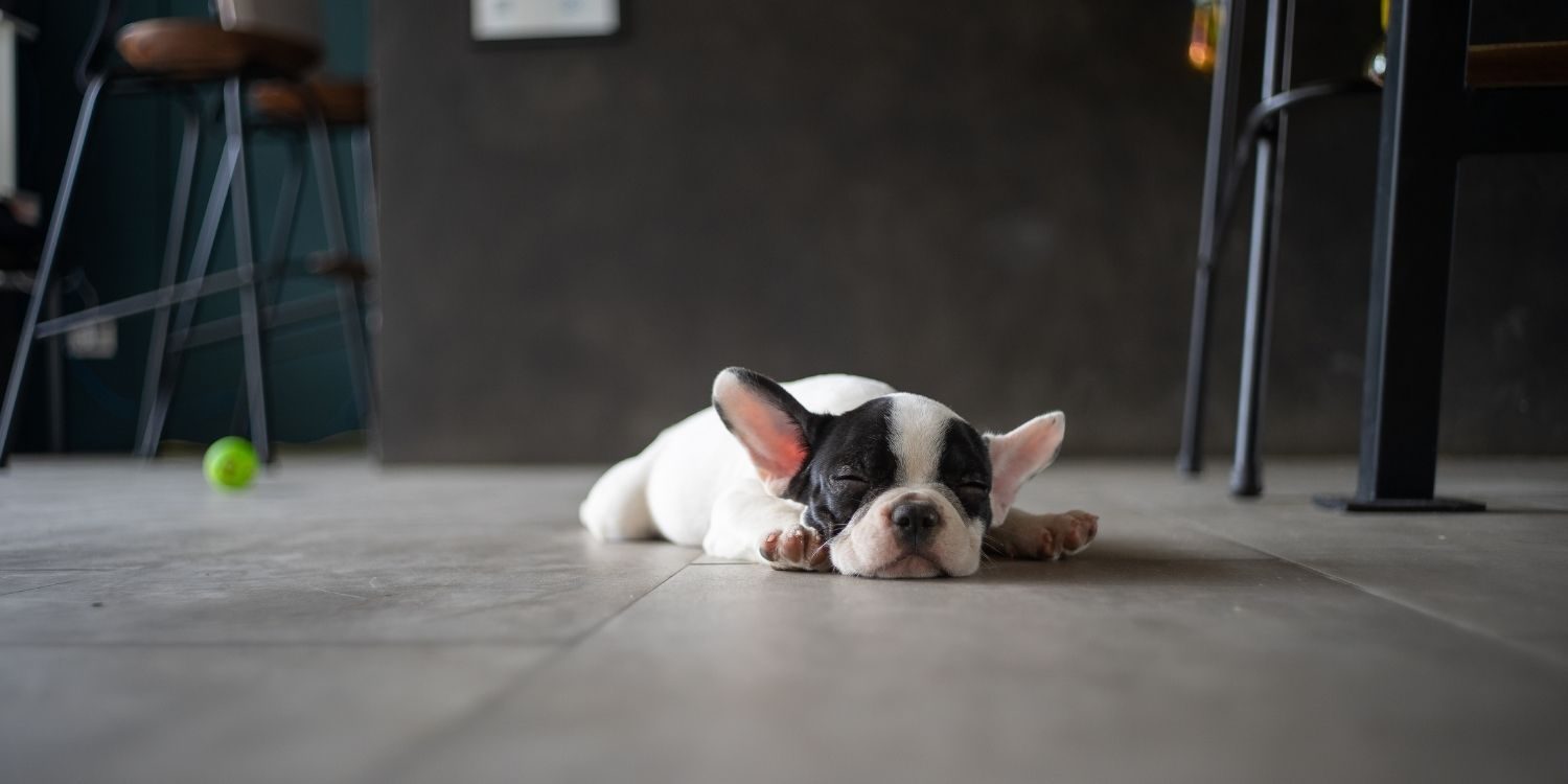 pup at restaurant