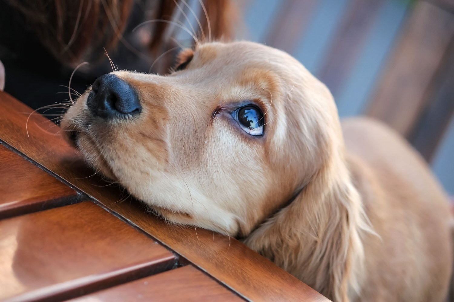 Puppy Eyes at Table