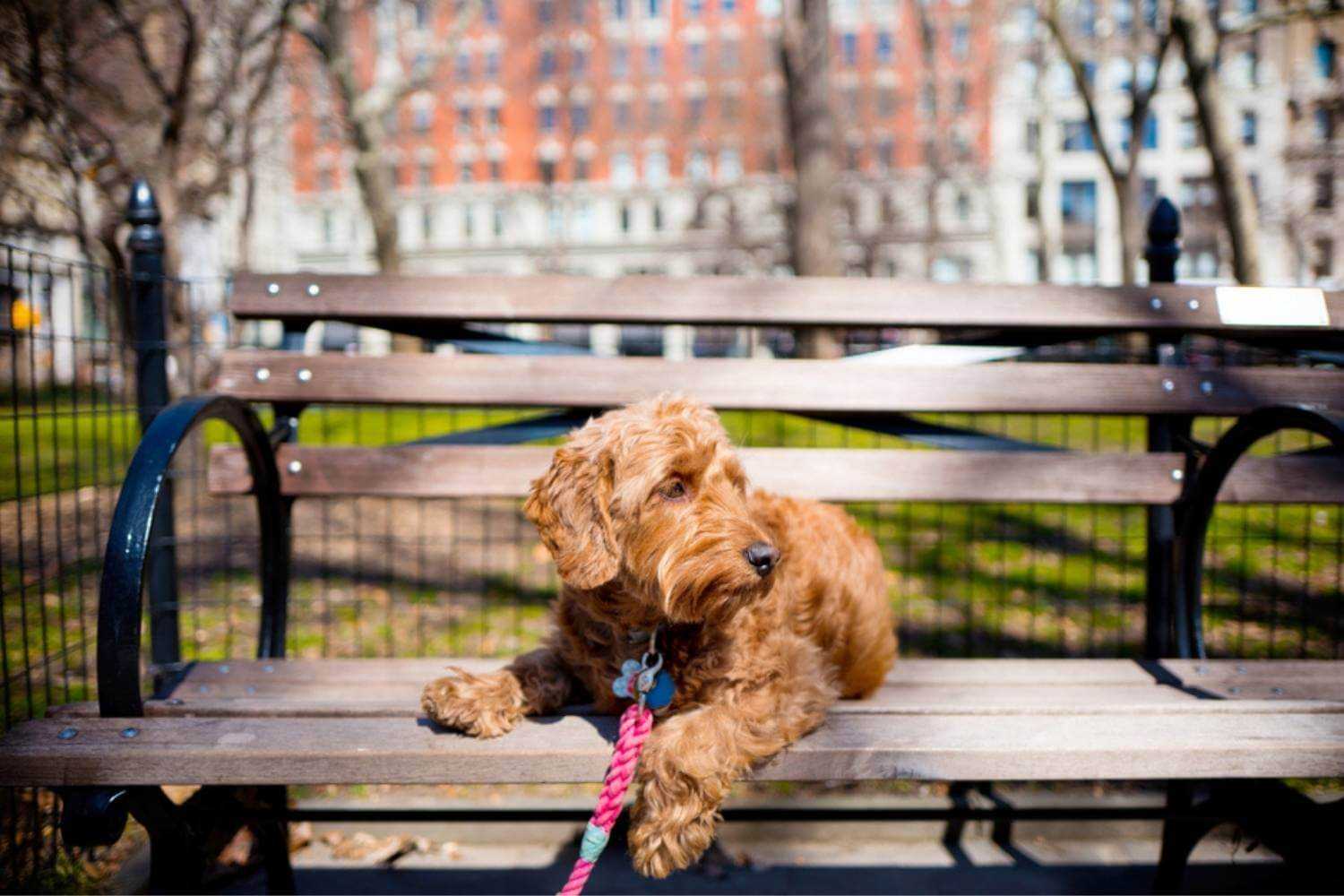 Queens Dog Sitting on Bench