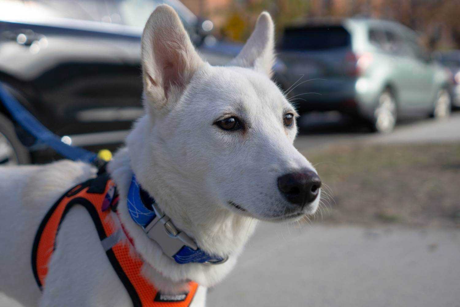 Queens Dog Waiting For Park